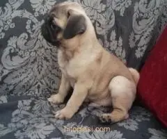 Mops preslatki štenci - 2