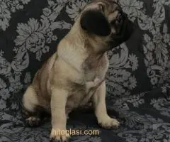 Mops preslatki štenci - 3