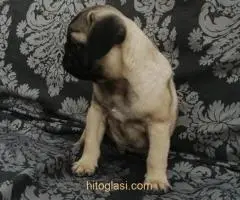 Mops preslatki štenci - 4