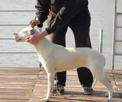 Dogo Argentino, odrasli psi - 2