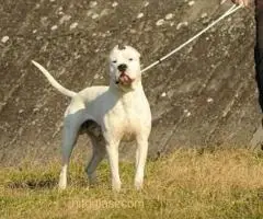 Dogo Argentino, odrasli psi - 3