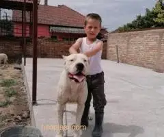 Dogo Argentino, odrasli psi - 4
