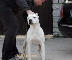 Dogo Argentino, odrasli psi - 5
