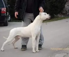 Dogo Argentino, odrasli psi - 7