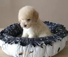 Francuska toy pudla - 2