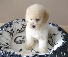 Francuska toy pudla - 3