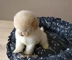 Francuska toy pudla - 4