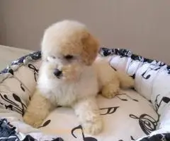 Francuska toy pudla - 5