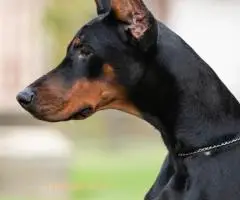 Doberman, mlada kuja - 2