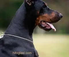 Doberman - 2