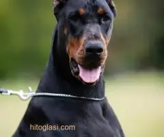 Doberman - 3