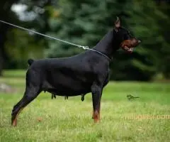 Doberman - 4