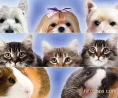 Veterinarska stanica Sabac - 5