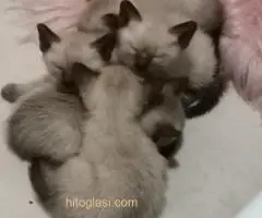 Sijamski mačići - 2