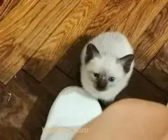 Sijamski mačići - 3