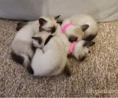 Sijamski mačići - 4