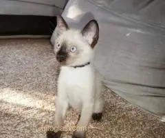 Sijamski mačići - 5