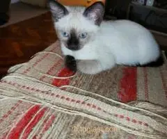 Sijamski mačići - 6