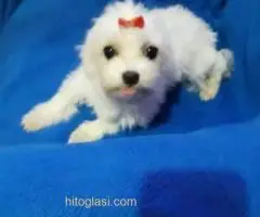 Maltezer - 2