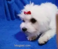 Maltezer - 3