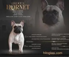 Muzjaci Frenchija slobodni za parenje - 2