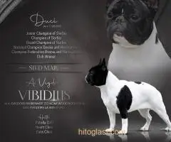 Muzjaci Frenchija slobodni za parenje - 3