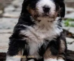 BERNSKI PLANINSKI PAS - 2