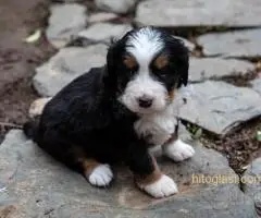 BERNSKI PLANINSKI PAS - 3