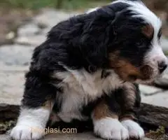 BERNSKI PLANINSKI PAS - 4