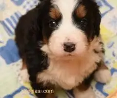 BERNSKI PLANINSKI PAS - 5