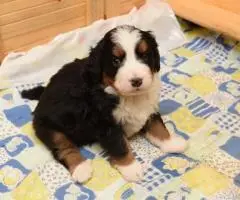 BERNSKI PLANINSKI PAS - 6