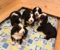 BERNSKI PLANINSKI PAS - 7