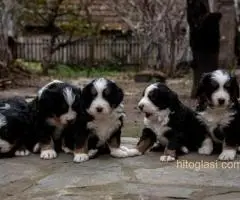 BERNSKI PLANINSKI PAS - 8