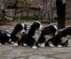 BERNSKI PLANINSKI PAS - 9