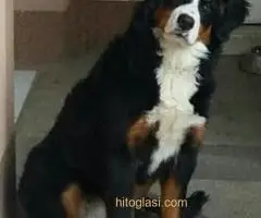 BERNSKI PLANINSKI PAS - 10