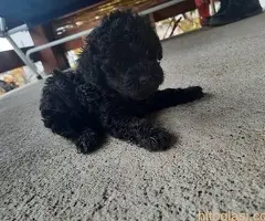 Francuska srednja pudla,musko stene - 2