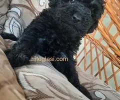 Francuska srednja pudla,musko stene - 3