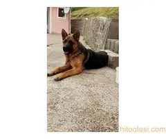 Nemački ovčar - Vučjak - 2