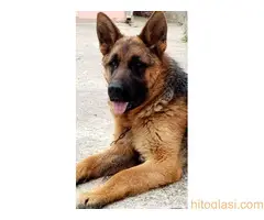 Nemački ovčar - Vučjak - 3