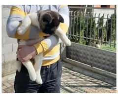 Štenci Američke akite - 3