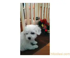 Štenci Kovrdžavog Bišona - 2