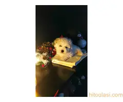 Štenci Kovrdžavog Bišona - 3