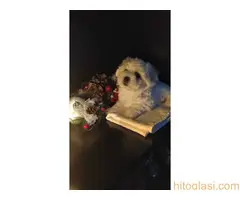 Štenci Kovrdžavog Bišona - 6