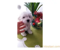 Štenci Kovrdžavog Bišona - 7