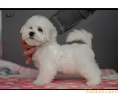 Štenci Kovrdžavog Bišona - 8