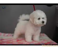 Štenci Kovrdžavog Bišona - 9