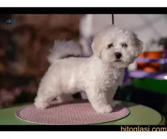 Štenci Kovrdžavog Bišona - 10