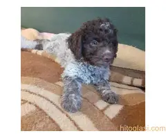 Štenci lagoto romanjolo - 2