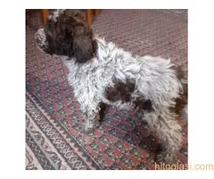 Štenci lagoto romanjolo - 3