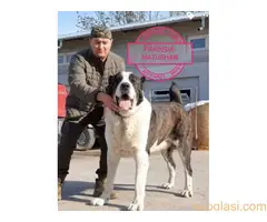 Štenci azijata na prodaju - 2